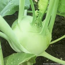 Kohlrabi-Samen - Frische Vielfalt für Ihren Gemüsegarten! 💫🌿