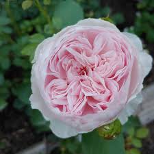 Himmelsgeschenk - Floribunda-Rosensamen der Earth Angel 🌹✨