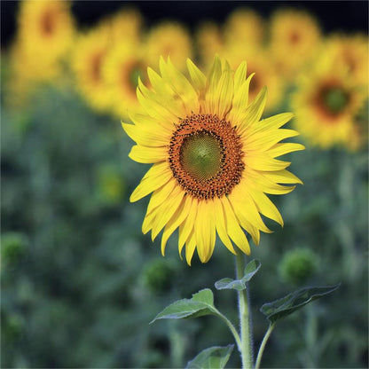 50 Samen Süße Sonnenblumenkerne