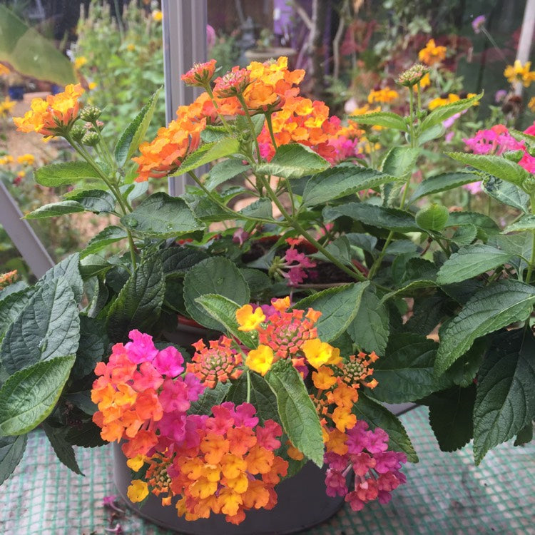 Lantana Calippo Tutti Frutti Blumenpflanzen