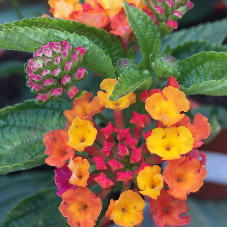 Lantana Calippo Tutti Frutti Blumenpflanzen