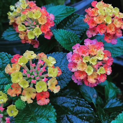 Lantana Calippo Tutti Frutti Blumenpflanzen