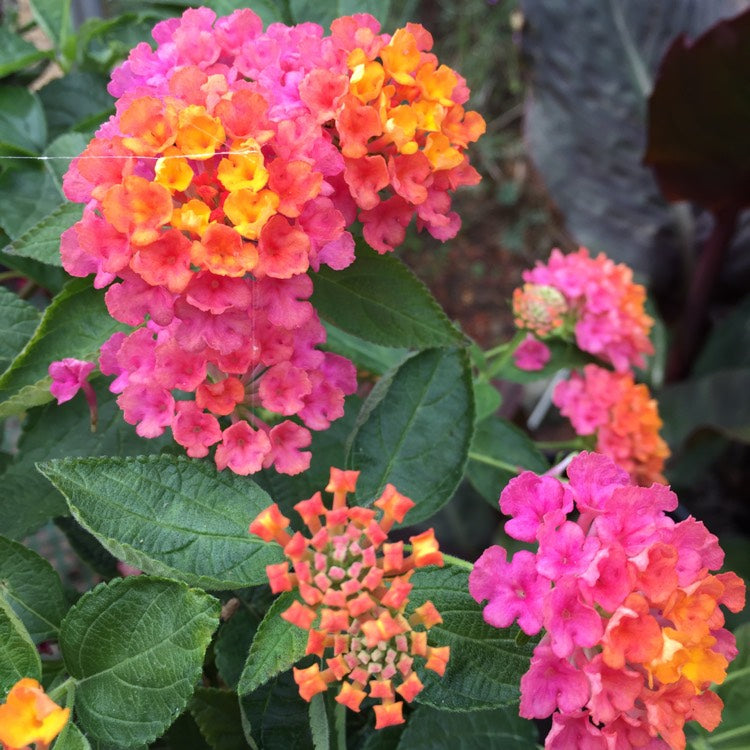 Lantana Calippo Tutti Frutti Blumenpflanzen