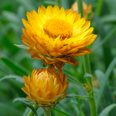 ERDBLUMENSAMEN - GOLDGELB 50 SAMEN