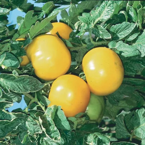 Alte Deutsche Tomate - Erbstück-Samen - B225: Traditionelle Qualität für Ihren Gemüsegarten! 🍅🌱