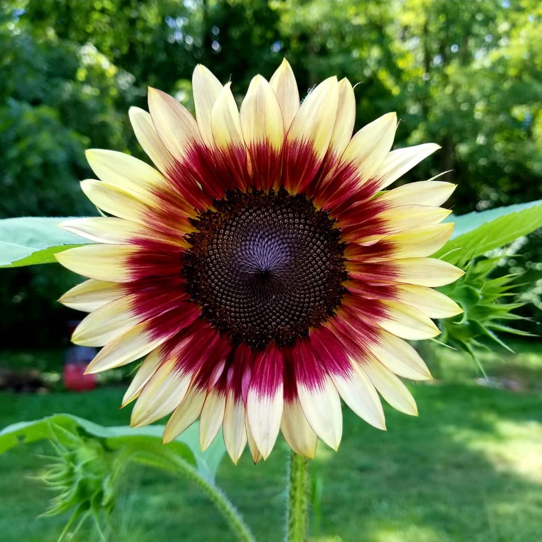 100 Stück erdbeerblonde Hybrid-Sonnenblumenkerne