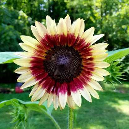 100 Stück erdbeerblonde Hybrid-Sonnenblumenkerne