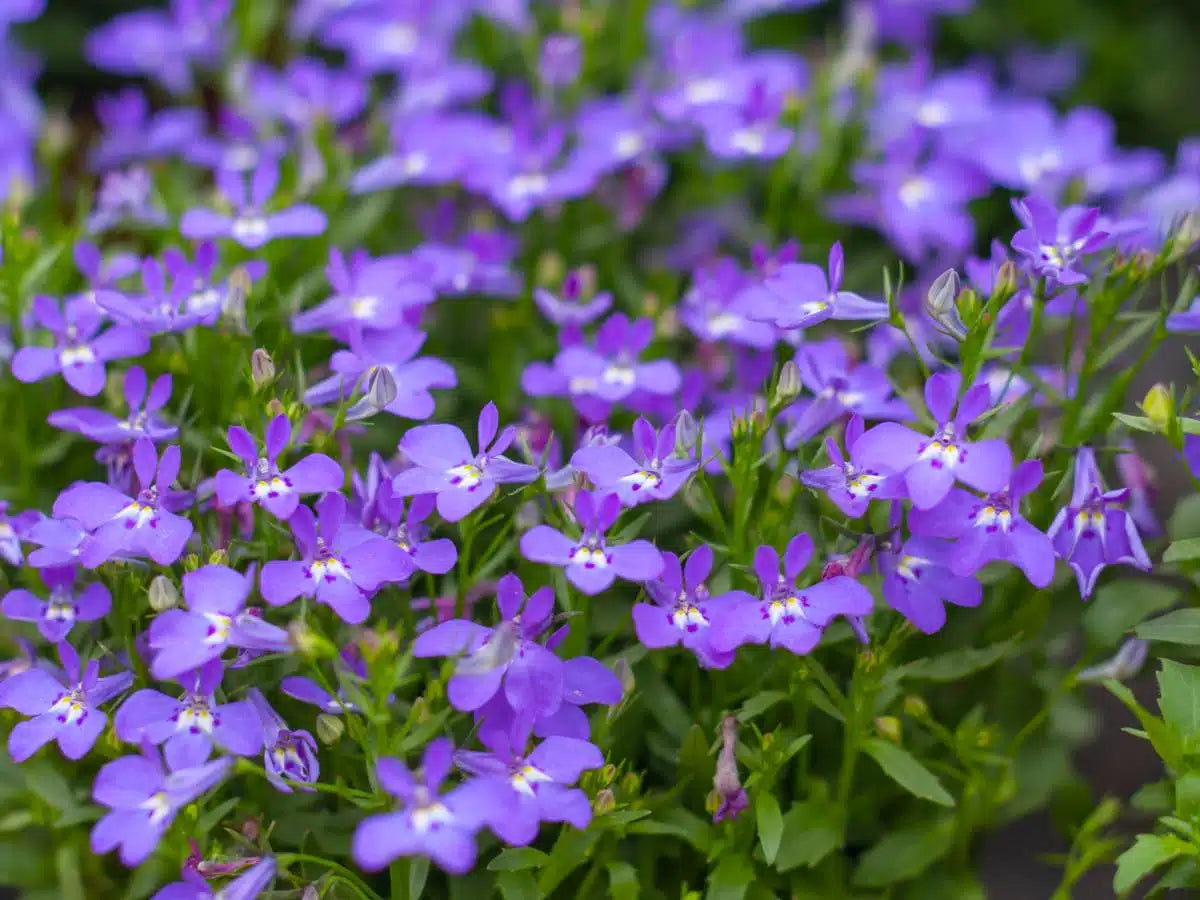 50 Stück Lobelia Blumensamen