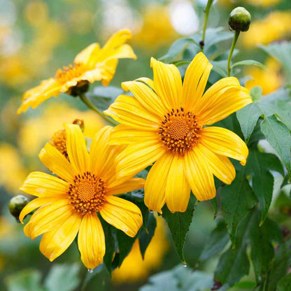 Mexikanische Sonnenblumenkerne – gelbe Samen (Tithonia Speciosa Yellow Torch)