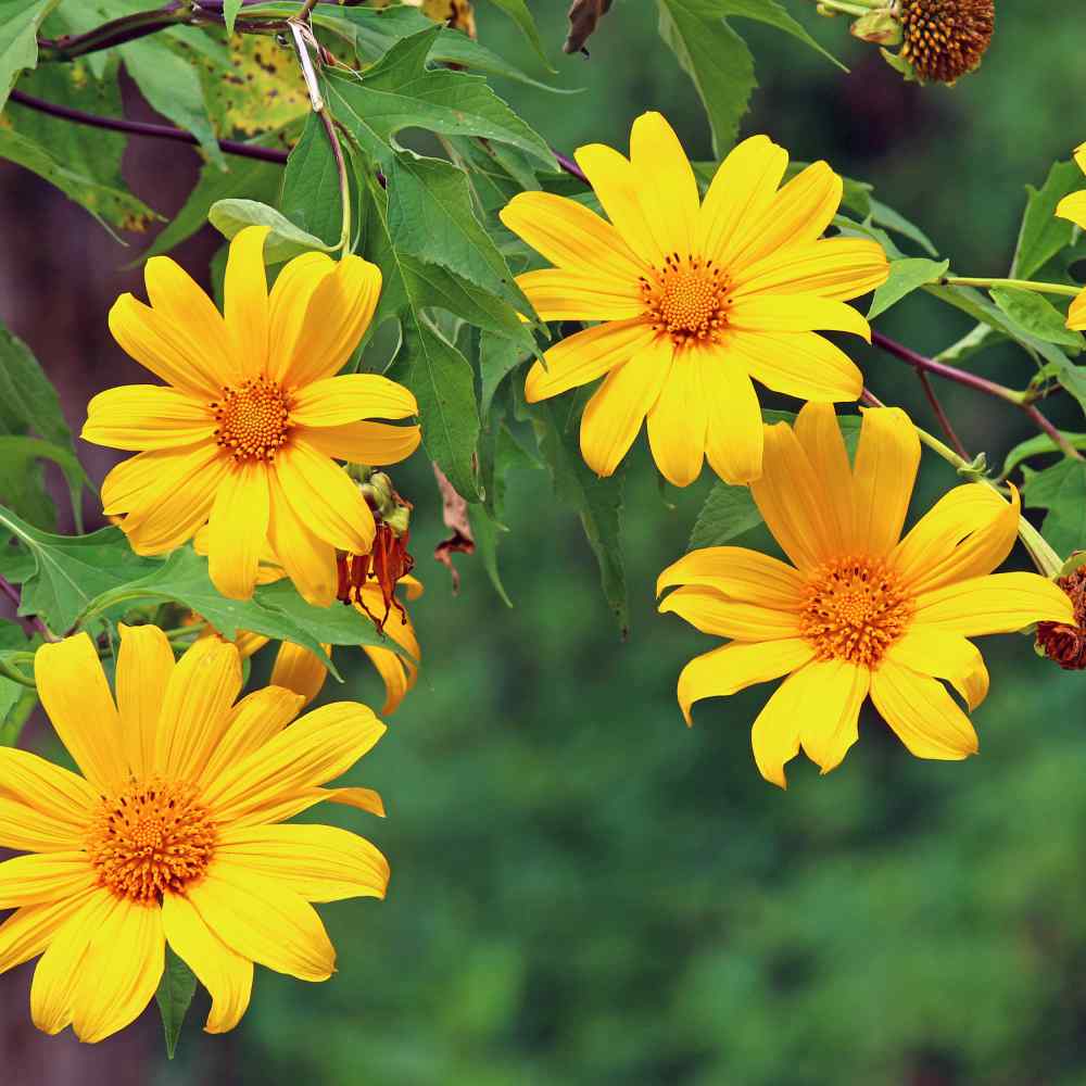 Mexikanische Sonnenblumenkerne – gelbe Samen (Tithonia Speciosa Yellow Torch)