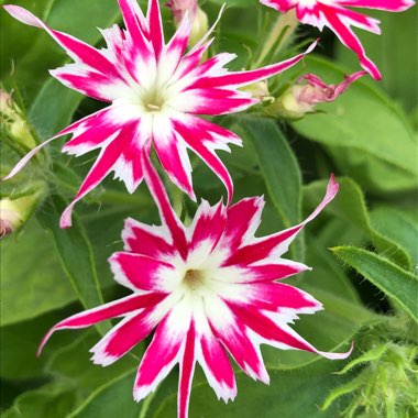 ROSE MIT AUGEN-PHLOX-SAMEN