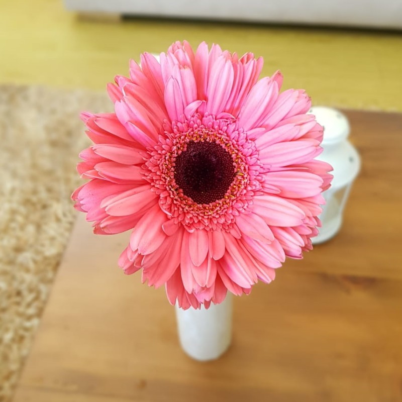 Rosa-weiße Gerbera-Blumensamen, Sonnenblume