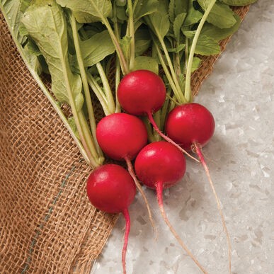 Rettich Cherry Belle - Knackige Frische aus Ihrem Gemüsegarten! 🥕🍒🌱