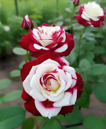 Seltene Zwillingsrosen - Zauberhafte Schönheit im Doppelpack 🌹🌹