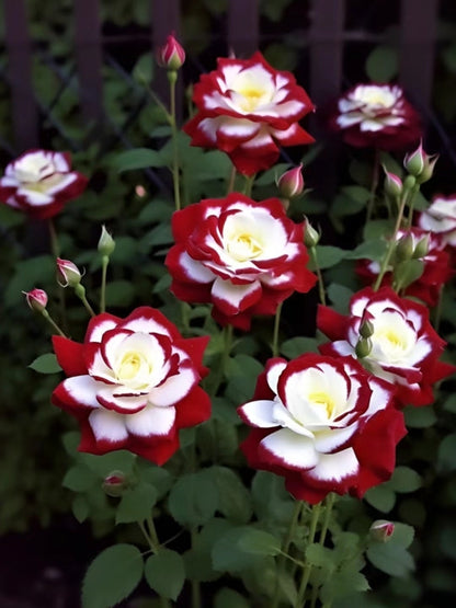 Seltene Zwillingsrosen - Zauberhafte Schönheit im Doppelpack 🌹🌹