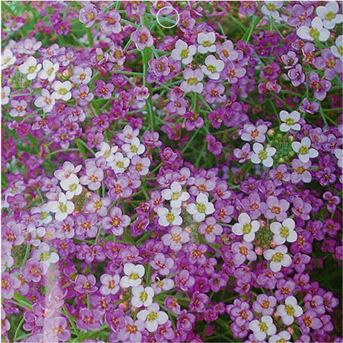 50 Stück Alyssum-Samen, Pastellteppich