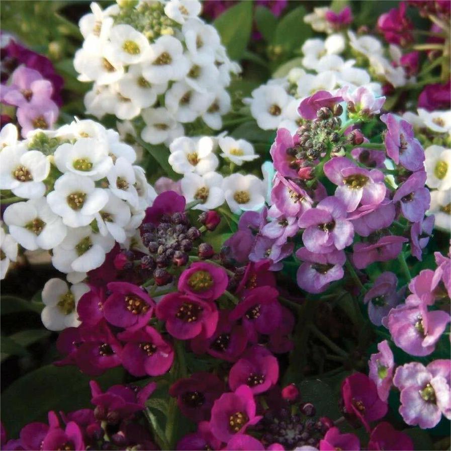 50 Stück Alyssum-Samen, Pastellteppich