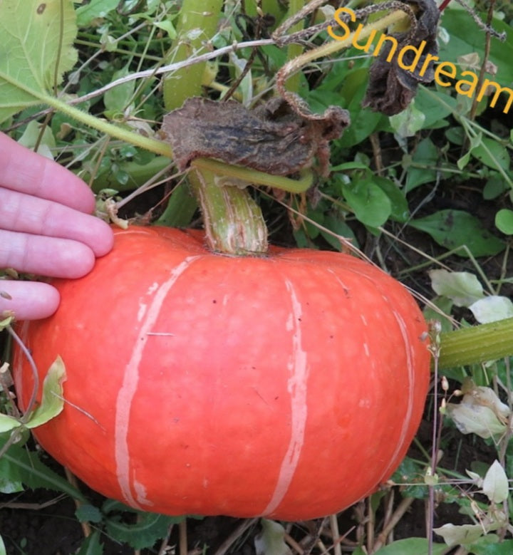 Bio-Kürbis Steph Kuri F1 - Nachhaltige Vielfalt für Ihren Gemüsegarten! 🎃🌿🌱