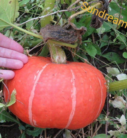 Bio-Kürbis Steph Kuri F1 - Nachhaltige Vielfalt für Ihren Gemüsegarten! 🎃🌿🌱