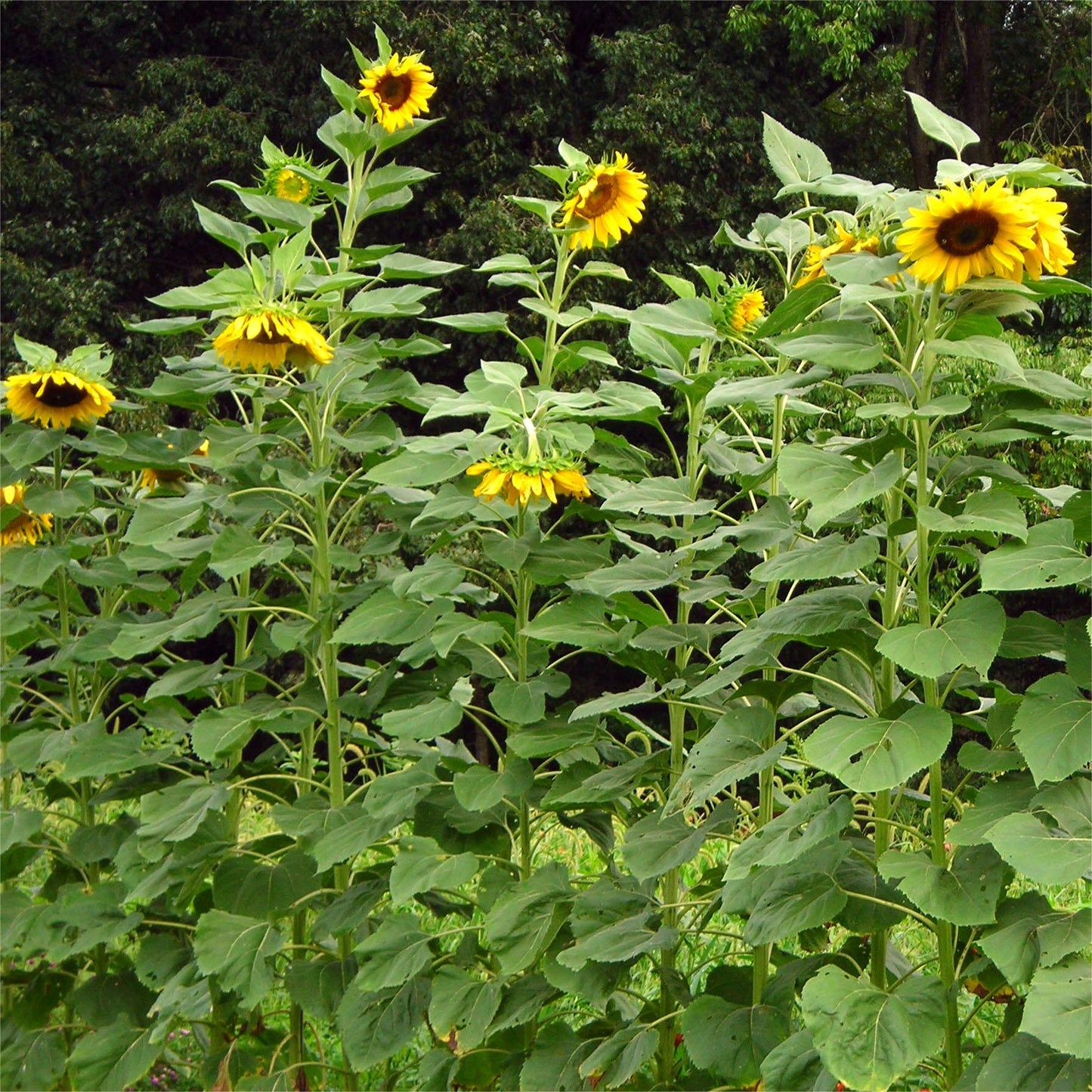 50 Stück Sonnenblumen-Miniatur – Desi-Blumensamen