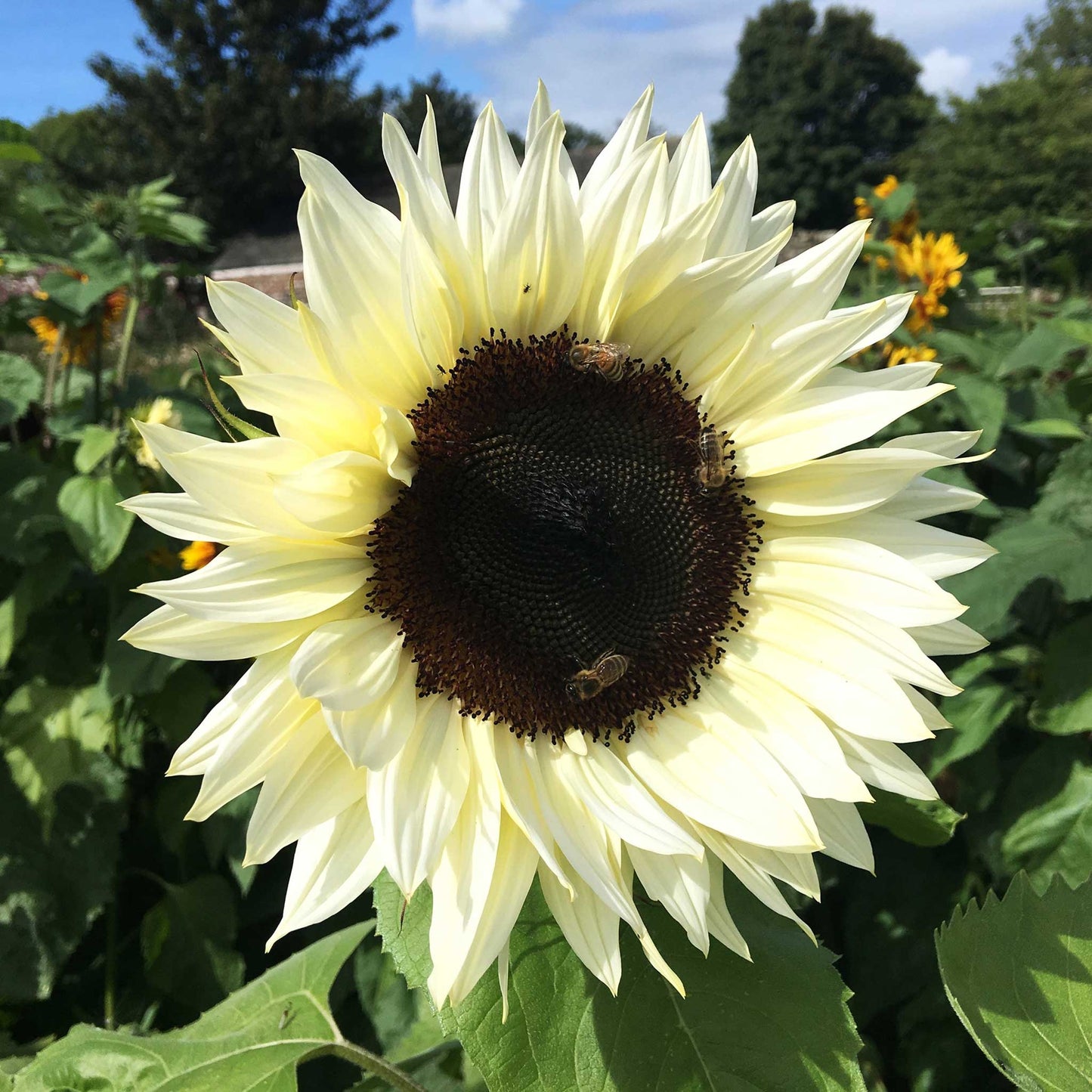 50 Samen Gelbe Sonnenblume mit schwarzem Herz