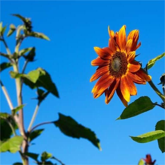 Hohe Sonnenblumen nach Höhe