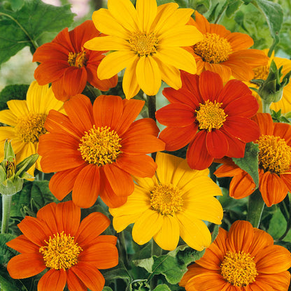 Mexikanische Sonnenblumenkerne – gelbe Samen (Tithonia Speciosa Yellow Torch)