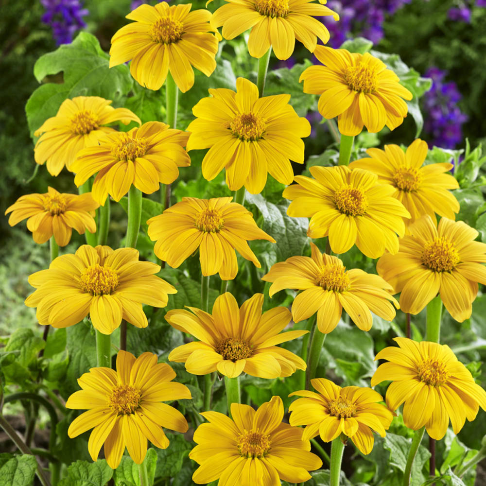 Mexikanische Sonnenblumenkerne – gelbe Samen (Tithonia Speciosa Yellow Torch)