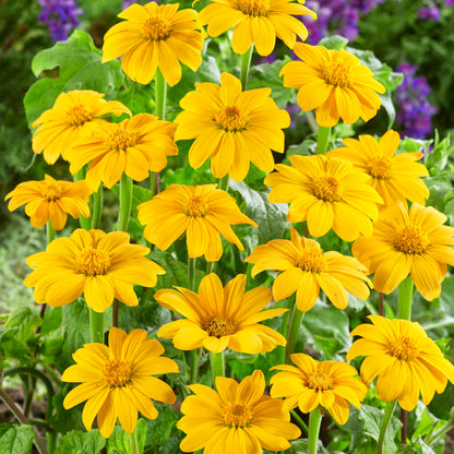 Mexikanische Sonnenblumenkerne – gelbe Samen (Tithonia Speciosa Yellow Torch)