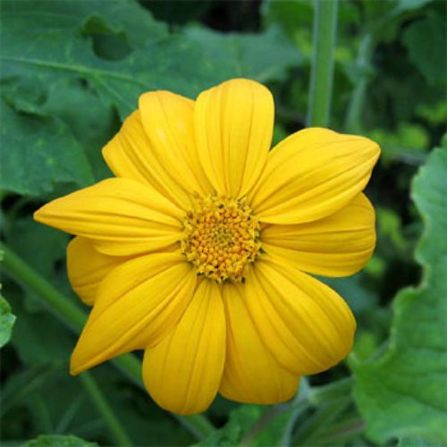 Mexikanische Sonnenblumenkerne – gelbe Samen (Tithonia Speciosa Yellow Torch)