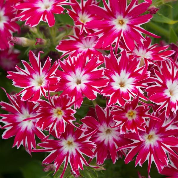 ROSE MIT AUGEN-PHLOX-SAMEN