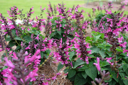 Salvia Splendens Zierblumensamen