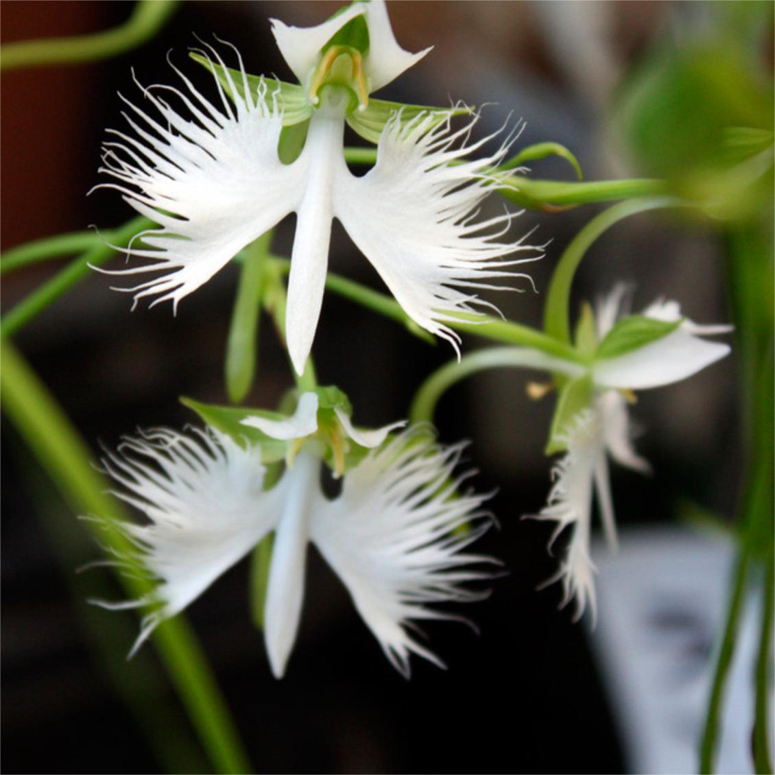 Habenaria strahlte aus