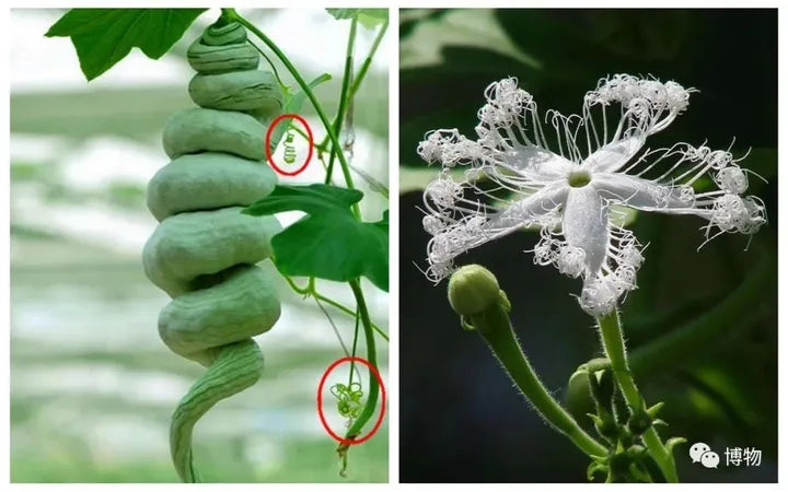 Indische Schlangenkürbis Gemüsesamen - Entdecken Sie die Vielfalt Indiens in Ihrem Garten! 🌱🐍🥒