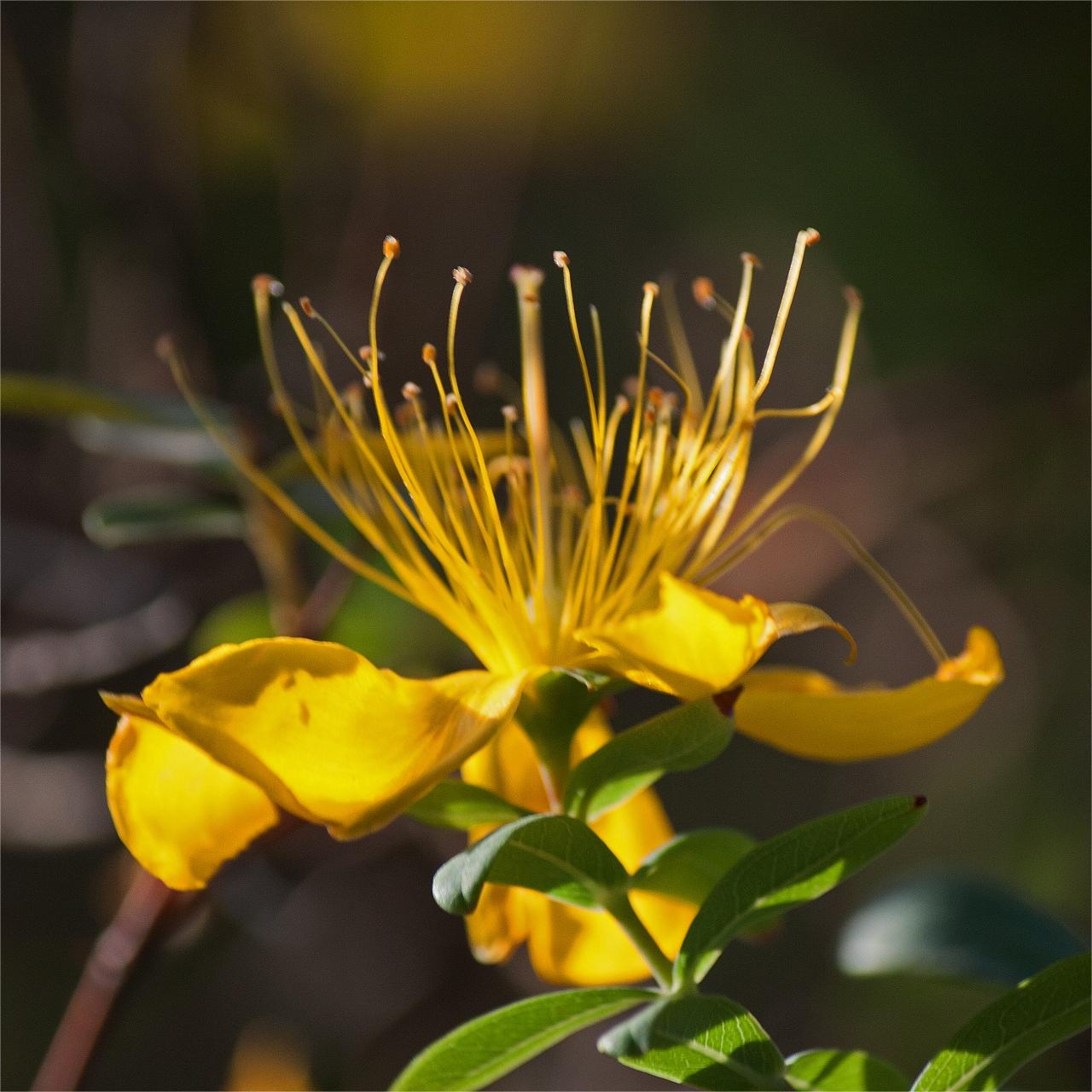 Gelbe Hypericum-Blumensamen