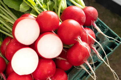 Bio-Radieschen Celesta F1 - Knackige Frische direkt aus biologischem Anbau! 🌱🥕