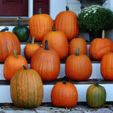 Seltene und exotische Kürbissamen - Erwecken Sie Ihre Gartenwelt mit einzigartiger Vielfalt! 🎃🌿🌍